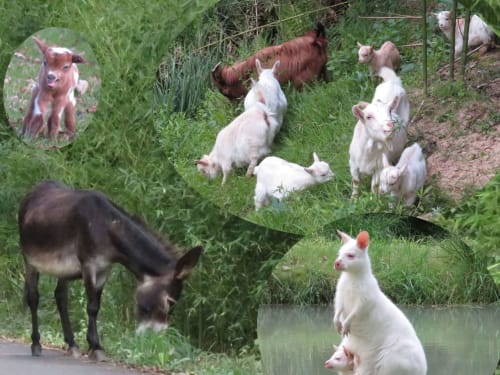 Le Moulin de Pouyaller propose une immersion dans la nature entourés d'animaux mignons