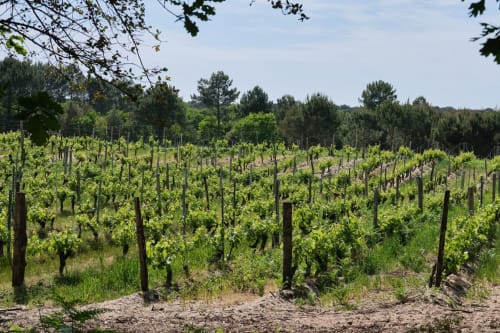 Les Landes proposent aussi des espaces viticoles pour la production d'Armagnac et de Madiran notamment