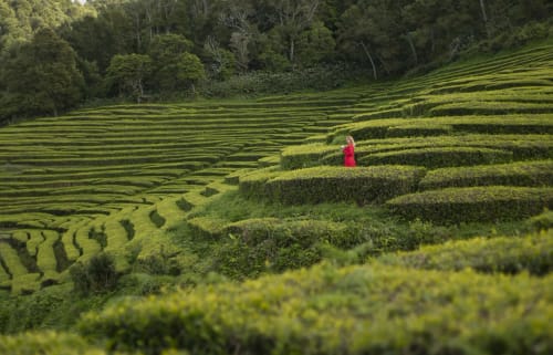 Woman in red dress walking through lush green tea fields near Villa Várzea in Várzea, Portugal