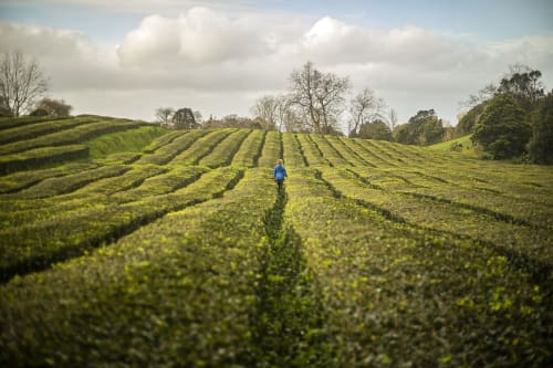 Person walking through lush green crop fields near Villa Várzea in Várzea, Portugal
