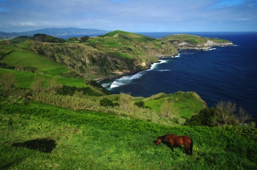 Coastal green cliffs with grazing cattle overlooking the Atlantic, Villa Várzea, Azores Portugal
