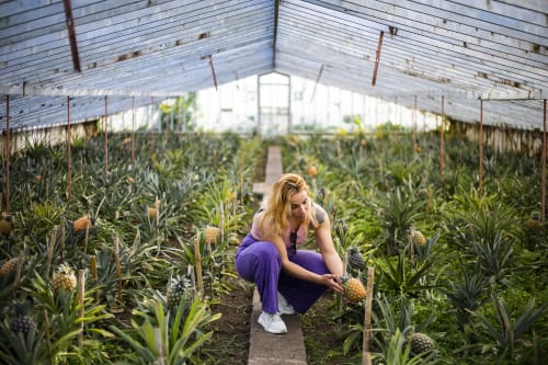 Woman harvesting pineapples in Villa Várzea's greenhouse in Várzea, Portugal
