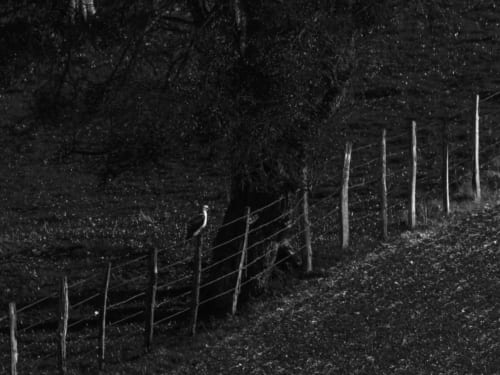 Rustic wooden fence along tree-lined path at La Guirtelle B&B, Lainsecq, France