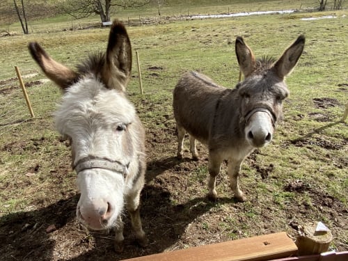 Deux ânes sympathiques à la ferme Villa Valtin au Valtin, France