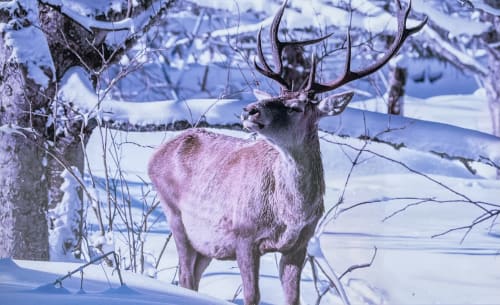 Majestueux cerf dans un paysage hivernal enneigé à Villa Valtin, Le Valtin, France
