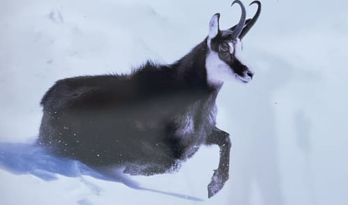 Bouquetin des Alpes galopant dans la neige près de la Villa Valtin au Valtin, France