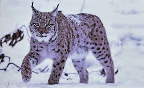 Lynx marchant dans la neige près de Villa Valtin, gîte au Valtin en France