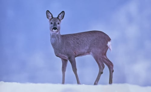 Cerf dans la neige avec ciel hivernal, représentant la nature près de Villa Valtin au Valtin, France