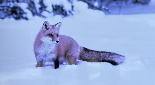 Renard roux dans un paysage enneigé près de Villa Valtin, gîte au Valtin en France