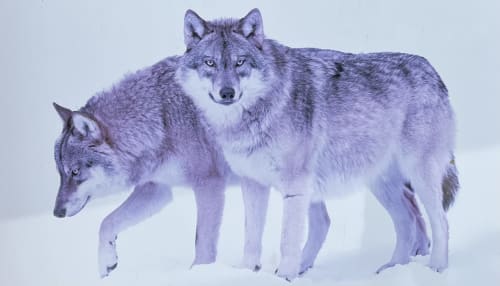 Deux loups dans la neige à Villa Valtin, un gîte dans Le Valtin, France