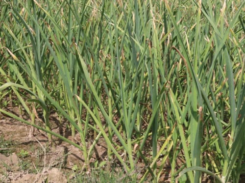 the-bell-lodge Garlic Farm