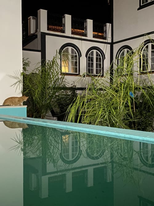 Gato ruivo na varanda turquesa com vista para o exuberante jardim e janelas em arco da pousada Patio Da Villa em Coruche
