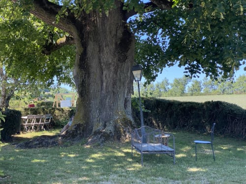 tilleul centenaire arbre énergie NATURE REPOS Drome Isere