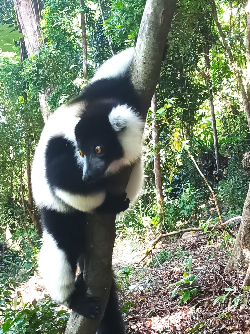Nosy Antsoa, l'île aux lémuriens