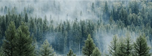 Paysage forestier brumeux avec sapins et montagnes, vue depuis la Villa Valtin au Valtin, France