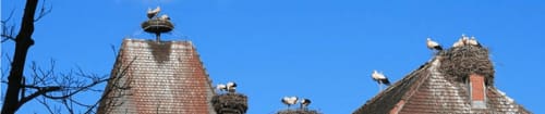 Nids de cigognes sur toits traditionnels avec cheminées, architecture de village montagnard au Valtin en France