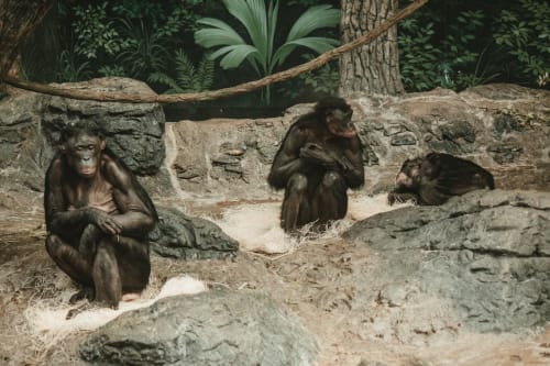 Lofts Emlavie SPA privatif, séjour vallée des singes