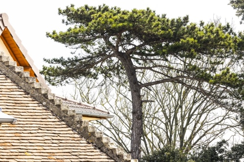 Charmante maison de pierre historique aux tuiles d'ardoise surplombant les pins majestueux de l'Hôtel De Lion Sur Mer, Normandie