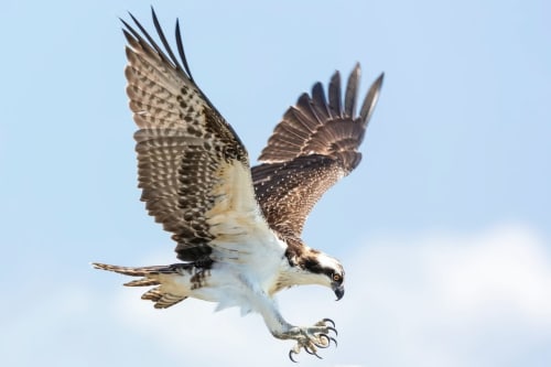 A bird of prey.