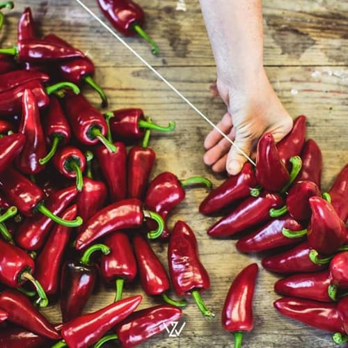 Savoir-faire artisanal chez Lurretik : tressage manuel des cordes de piment d'Espelette AOP, une tradition préservée.