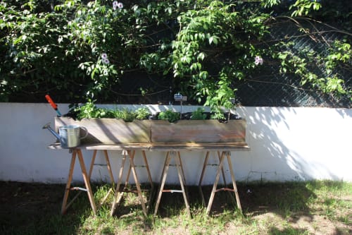 Santa Cruz Beach House Garden Plants