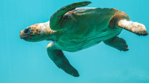 plongée tortue  ile sainte marie à Madagascar