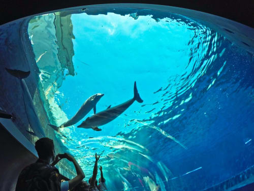 The Acquarium