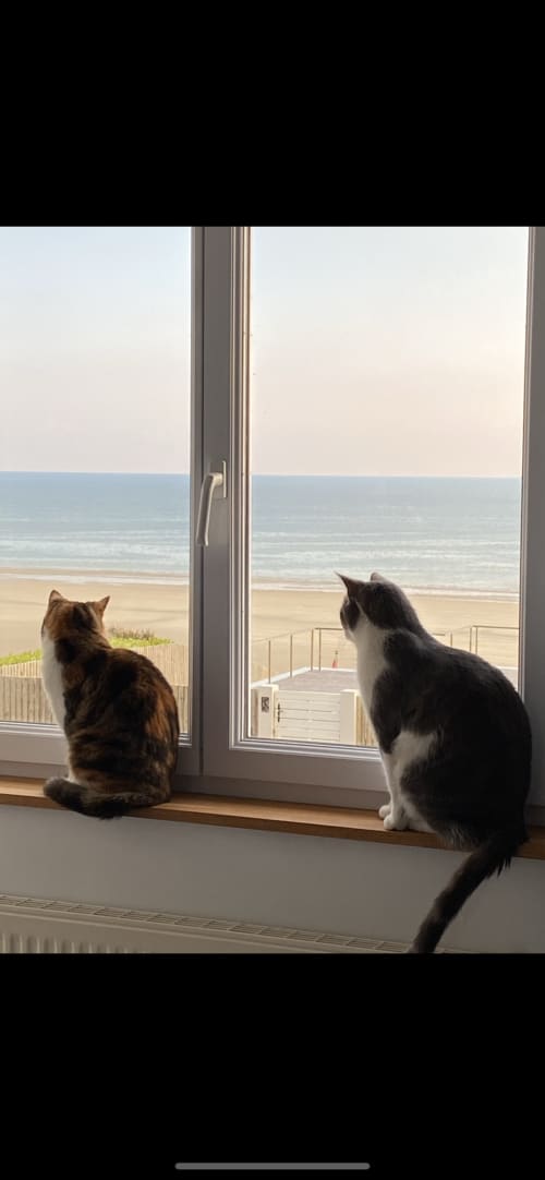 Nos chats Malo et Antilles 