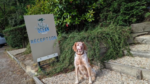 Tous les chiens gentils sont accueillis à bras ouverts chez Nature et Océan (hors catégories 1 et 2)