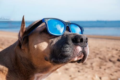 La plage de Messanges est le lieu préféré des chiens en vacances chez Nature et Océan dans les Landes