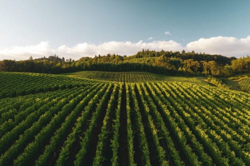 Lush vineyard rows in Chablis, France with forested hills and blue sky