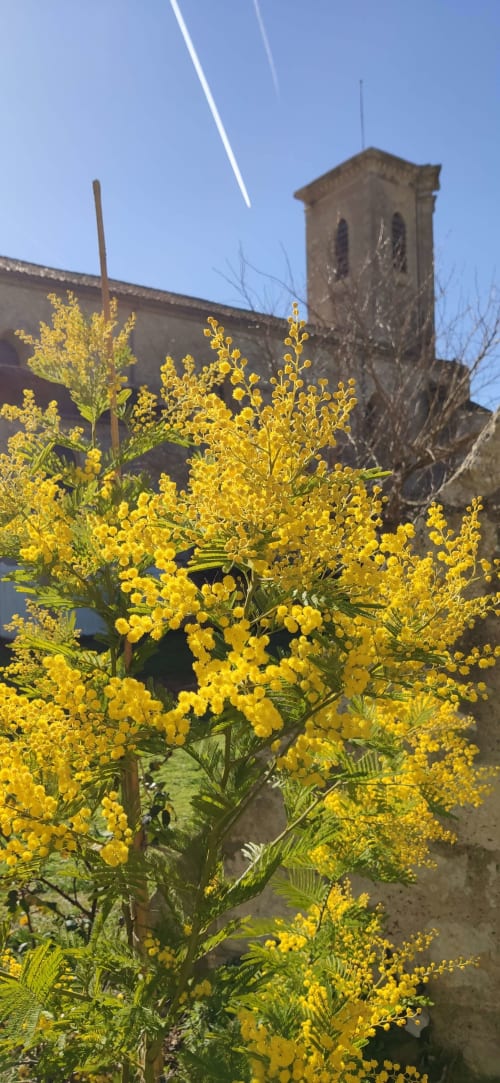 Des fleurs de mimosa jaune en fleur devant la tour en pierre d'une église historique à Le Rêve d'Alice à Saint-Puy