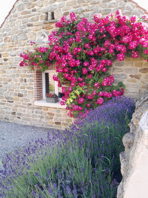 Vibrant magenta roses and purple lavender frame the entrance to Domaine De La Ronville, a charming French bed and breakfast