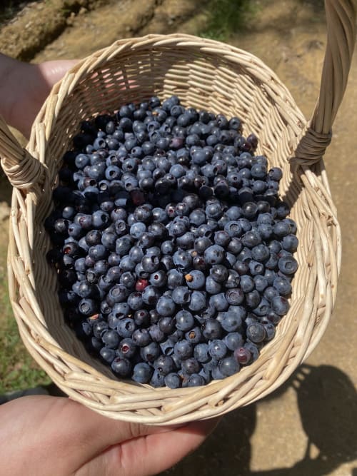 Basket of mushrooms picked around the lodges.
Wild berries (blackberries, blueberries) near the lodge.
