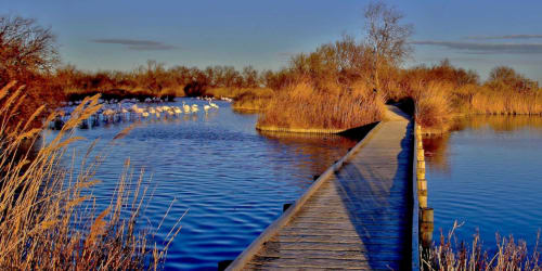 Venez visiter la Camargue