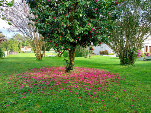 Jardín en la VUT 'O Eido de Celia' en Guláns, Ponteareas, Pontevedra, con un árbol de camelias en flor que deja un manto de pétalos rosados sobre el césped. El entorno está rodeado de áreas verdes y plantas que aportan color y frescura al paisaje, ofreciendo un espacio natural ideal para el descanso. Más información en www.oeidodecelia.com.