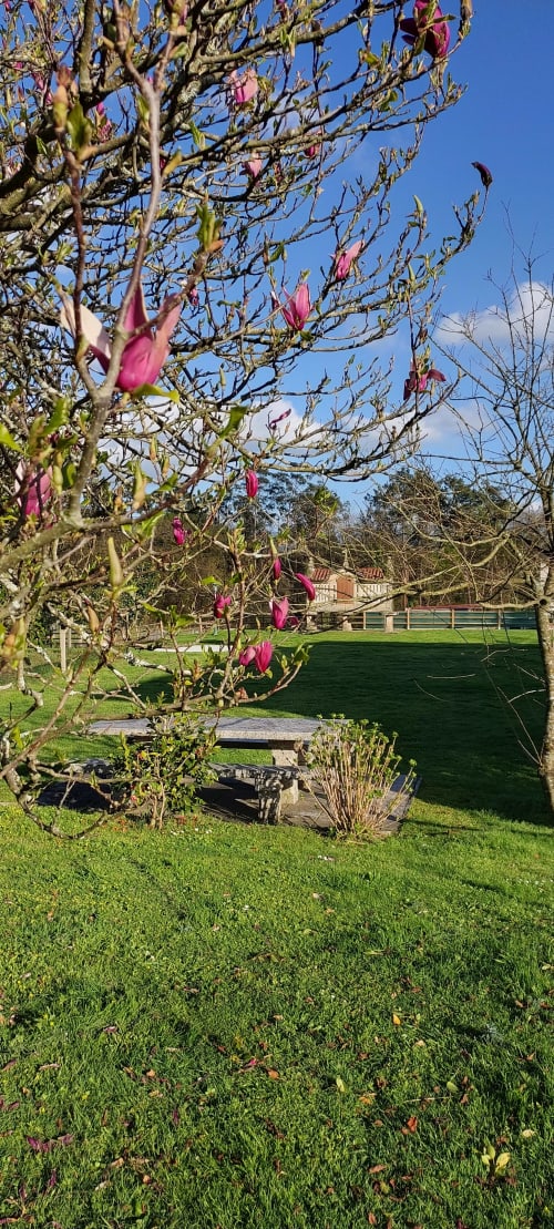 Jardín en la VUT 'O Eido de Celia' en Guláns, Ponteareas, Pontevedra, con un árbol en flor en primer plano y un banco de piedra al fondo. El césped verde y la vegetación circundante crean un ambiente natural y tranquilo, ideal para disfrutar de la belleza del paisaje gallego. Más información en www.oeidodecelia.com.