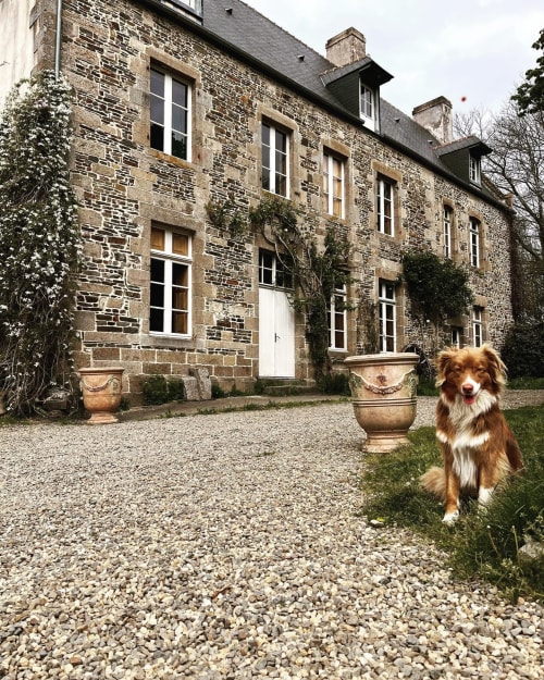 Brown and white dog sitting on gravel courtyard in front of stone mansion at Domaine du Tertre Ychot, Dol de Bretagne