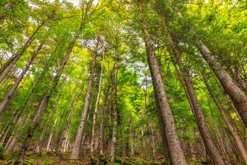 Projet de soutien environnemental