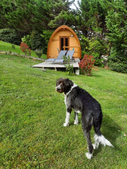 Black and white dog on grass with wooden glamping refuge and lounge chairs in garden at Belloréade, Belloc