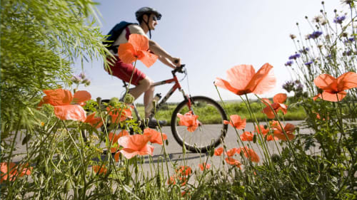 Balade en vélo île d'Yeu