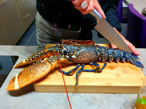 homard, pêche île d'Yeu