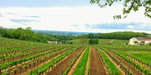 Rangées de vignes s'étendant sur les collines près du Château Haut Clarise à Belvès-de-Castillon, France