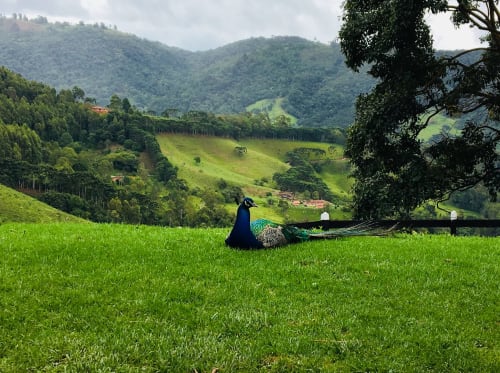 Pavão em prado verdejante com vista do vale da montanha em Paraíso nas Montanhas, Campos do Jordão