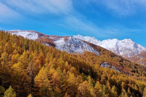 Forêt de mélèze doré avec montagnes enneigées au Serre Chevalier Cristal Lodge, Saint-Chaffrey