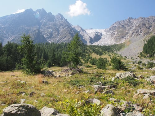 Prato alpino con foresta di conifere e vette innevate vicino a Serre Chevalier, Saint-Chaffrey