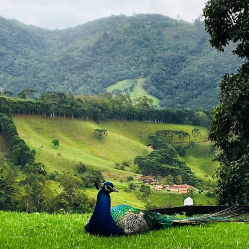 Pavão em gramado verde com vista do vale de Campos do Jordão, montanhas arborizadas e villa abaixo