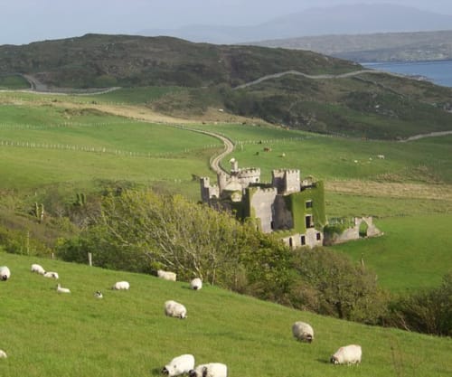 Abandoned castle ruins in green pastoral landscape with sheep grazing, near Clifden, County Galway, Ireland
