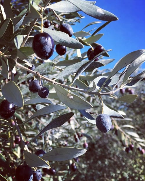 Olives noires mûres sur branches aux feuilles vert argenté sous le ciel bleu de Grignan, France