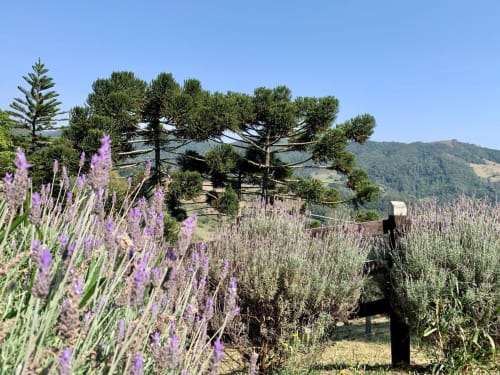 Jardim de lavandas com elementos em pedra no Paraíso nas Montanhas, Campos do Jordão, com vista para montanhas florestadas